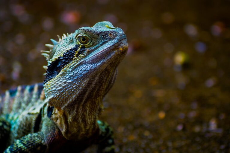 zwierzeta egzotyczne iguana